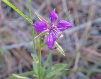 Diamond clarkia_Clarkia rhomboidea.jpg